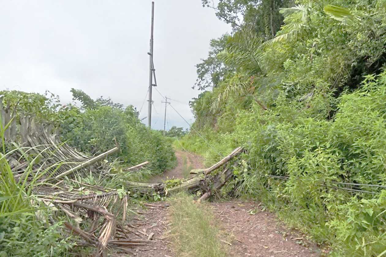 Pohon Tumbang Akibat Angin Kencang Timpa Tiang Listrik Di Kecamatan