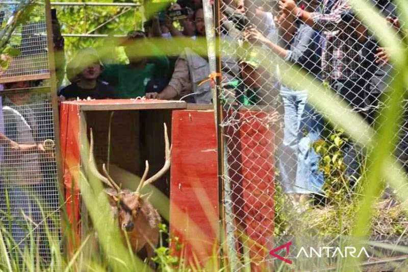 10 Rusa Timor Dilepas di Taman Wisata Alam Batu Angus, Bitung