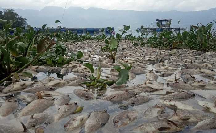 10 Ton Ikan di Danau Maninjau Mati