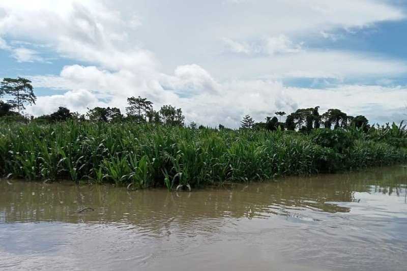 4.500 Hektar Lahan Pertanian di Keerom Rusak Akibat Banjir