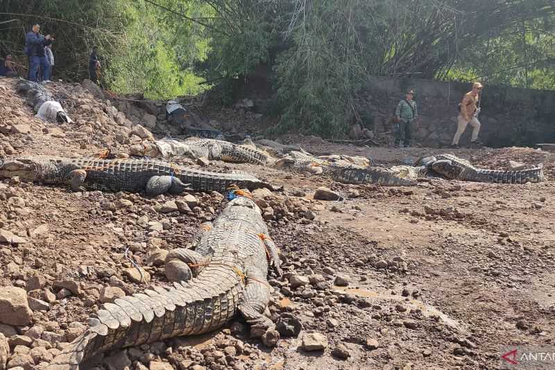 51 Buaya Akhirnya Dipindahkan ke Sumsel