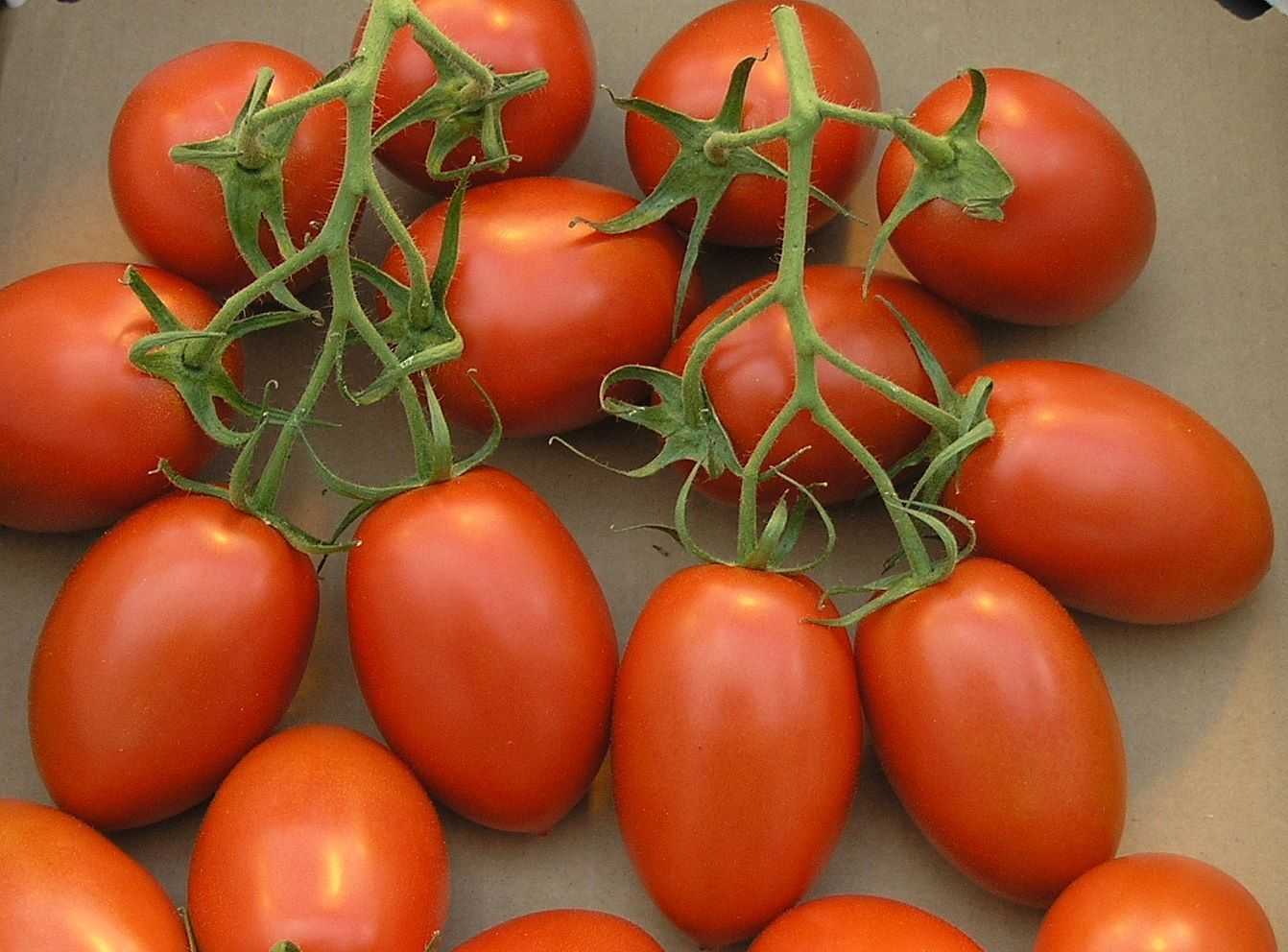 7 Manfaat Buah Tomat untuk Wajah dan Bibir, Banyak Manfaat untuk Atasi Berbagai Permasalahan Kulit