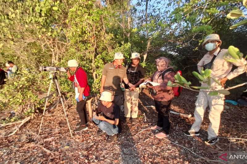 Ada Apa Sampai Burung Air dari Belahan Bumi Utara Ini Bermigrasi di Cagar Alam Panua