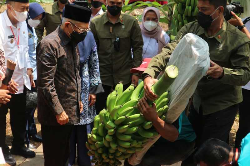 Akhirnya, Pisang Impor Jadi Buah Lokal