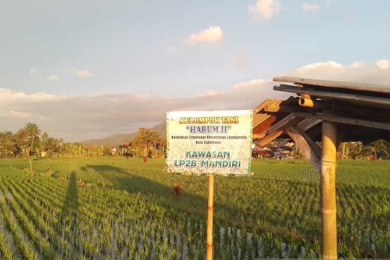 Alih Fungsi Lahan Meningkat, Tanah Pertanian di Kota Sukabumi Berkurang 26 Hektare