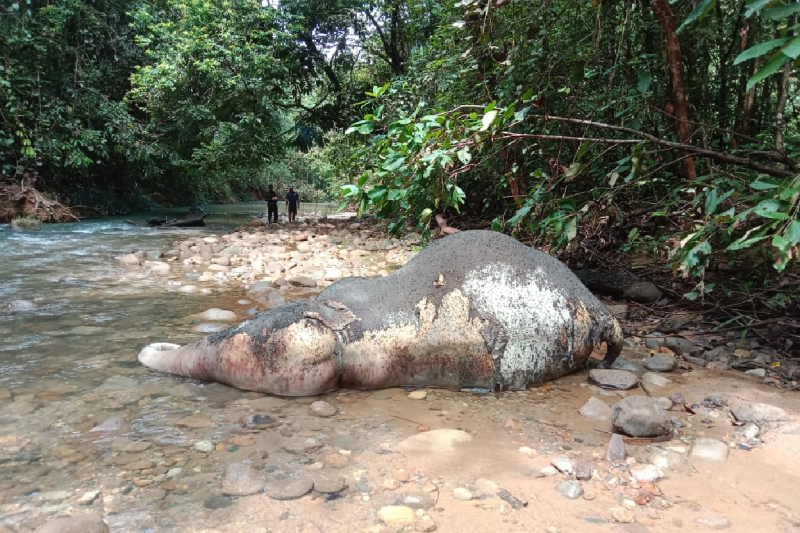 Anak Gajah Ditemukan Mati di Sungai Aceh, BKSDA Selidiki Penyebab Kematiannya