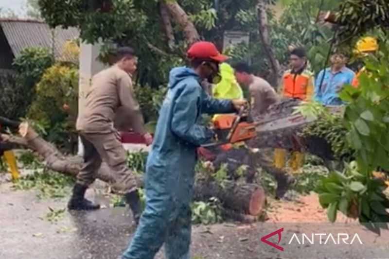Angin Kencang Menelan Korban, Pohon Tumbang Timpa Pengendara Motor di Bogor