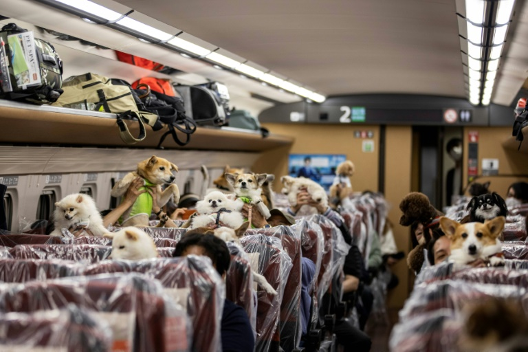 Anjing di Jepang Diberi Kesempatan Istimewa Naik Gerbong Penumpang Kereta Peluru