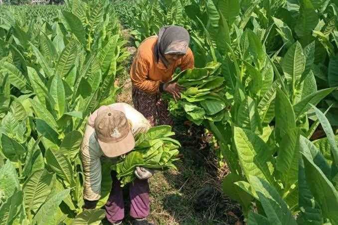 Aturan Tembakau di RPP Kesehatan Dinilai Buka Lebar Keran Rokok Ilegal