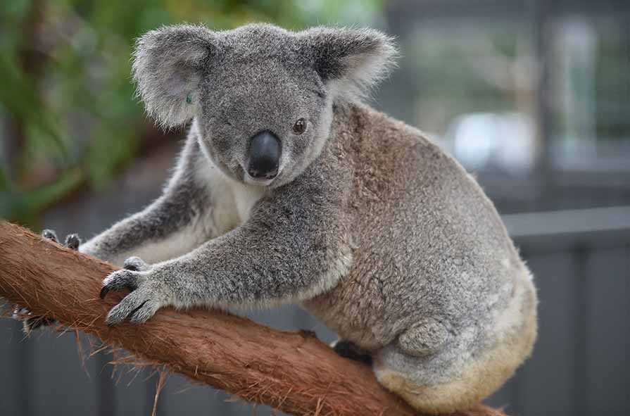 Australia Tetapkan Koala Terancam Punah