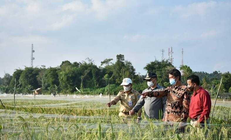 Babel Uji Coba Teknologi Drone Tingkatkan Produksi Padi 