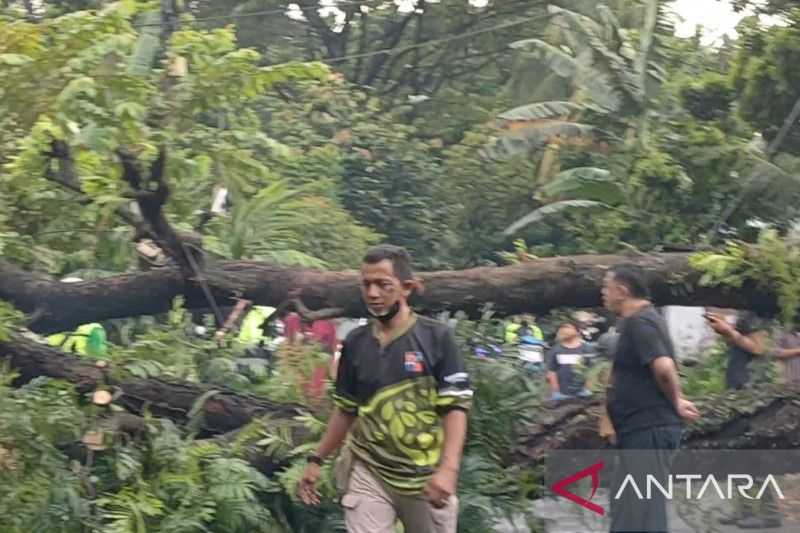 Banyak Pohon Besar di Bogor, Warga Diminta Waspada Angin Kencang dan Hujan Deras