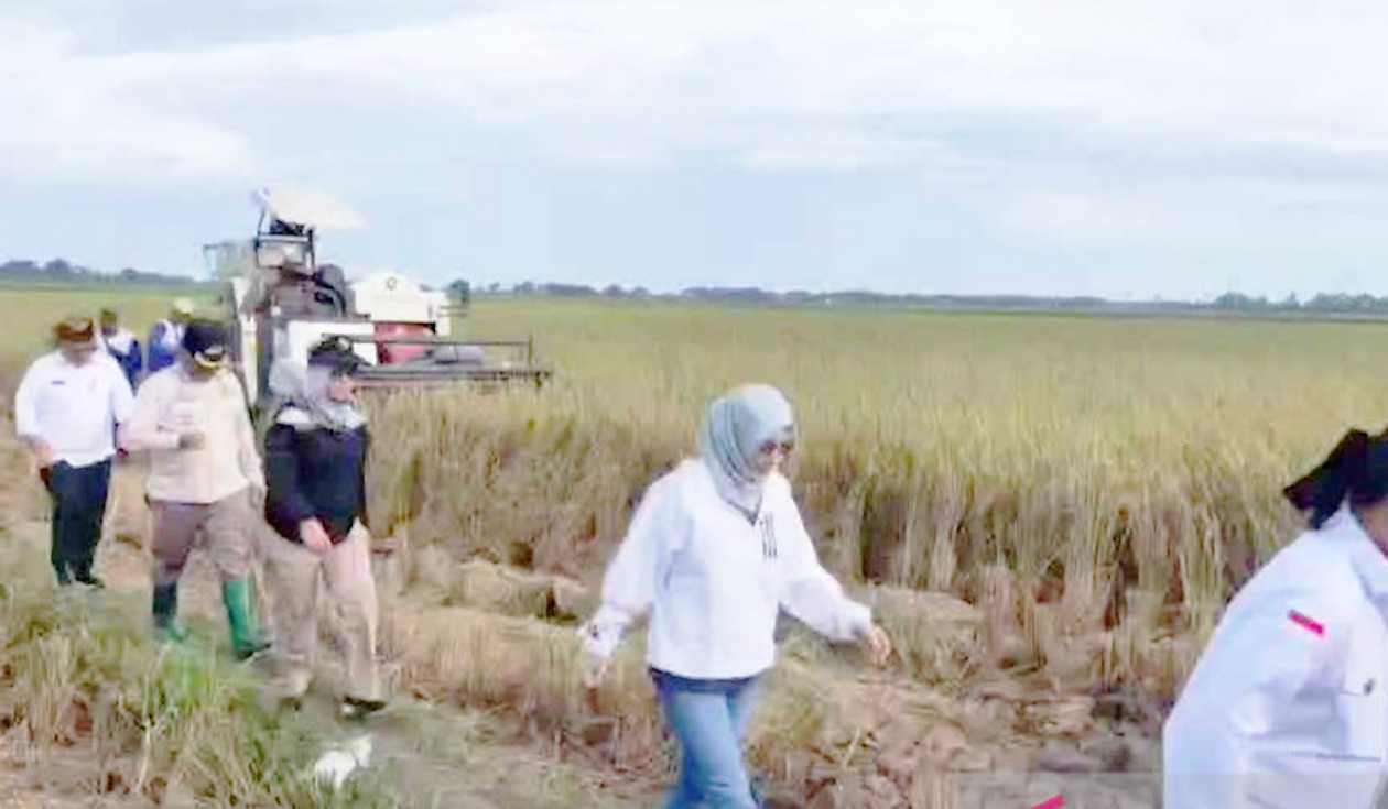 Bekasi Panen Padi Nusantara