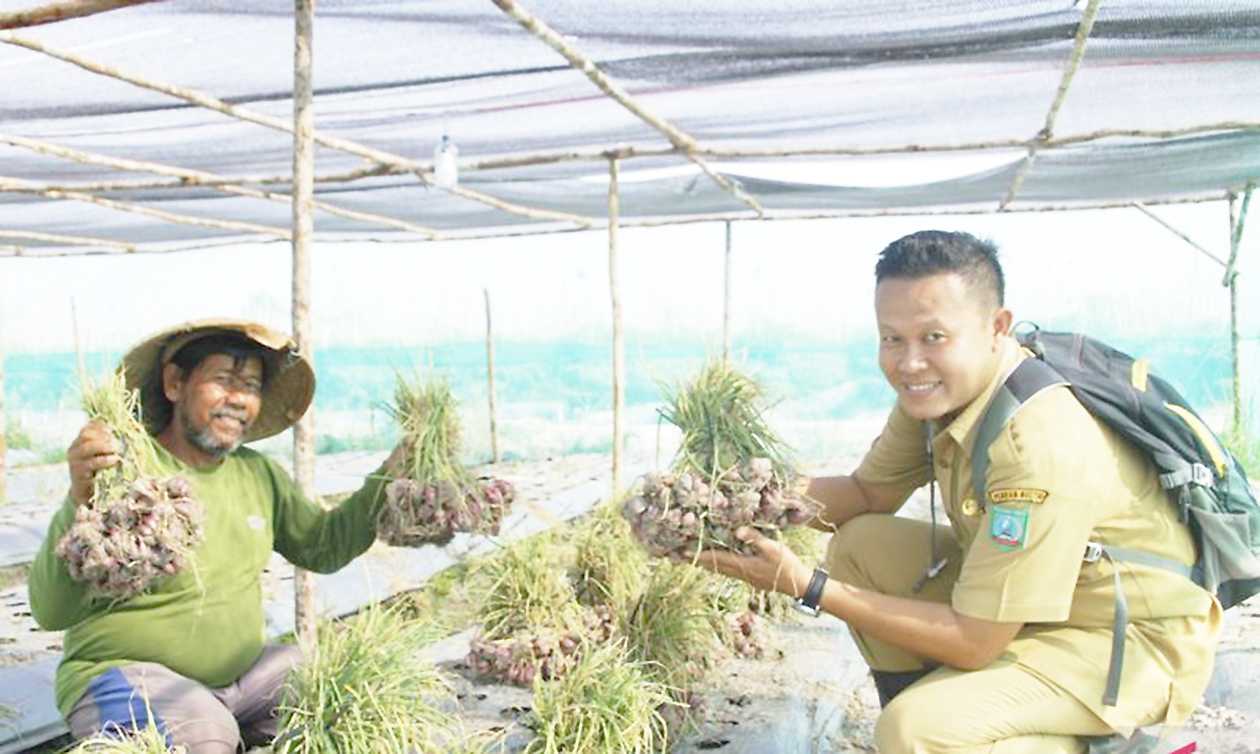 Belitung Timur Dorong Petani Cabai Kembangkan Digital Farming