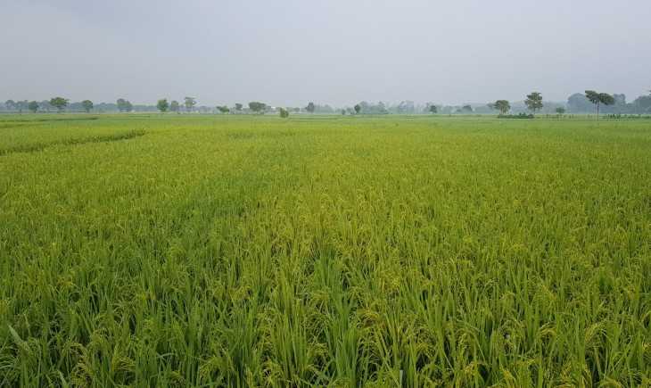 Benahi Program 'Food Estate'