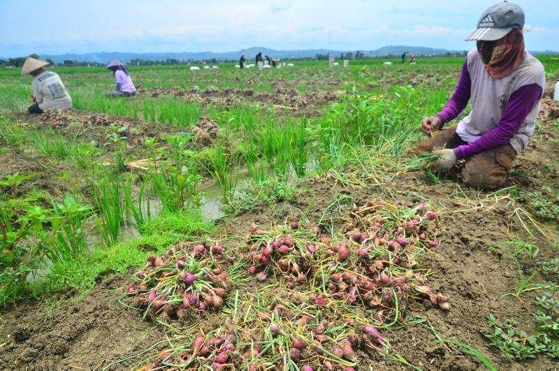 Berpihak ke Petani dengan Hentikan Impor Pangan