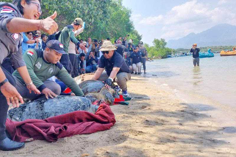 BKSDA Harap Aturan Adat Bisa Cegah Penyelundupan Penyu ke Bali