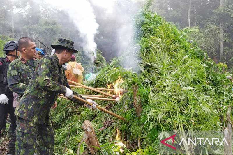 BNN Musnahkan 20 Hektare Ladang Ganja di Aceh Selama 2023