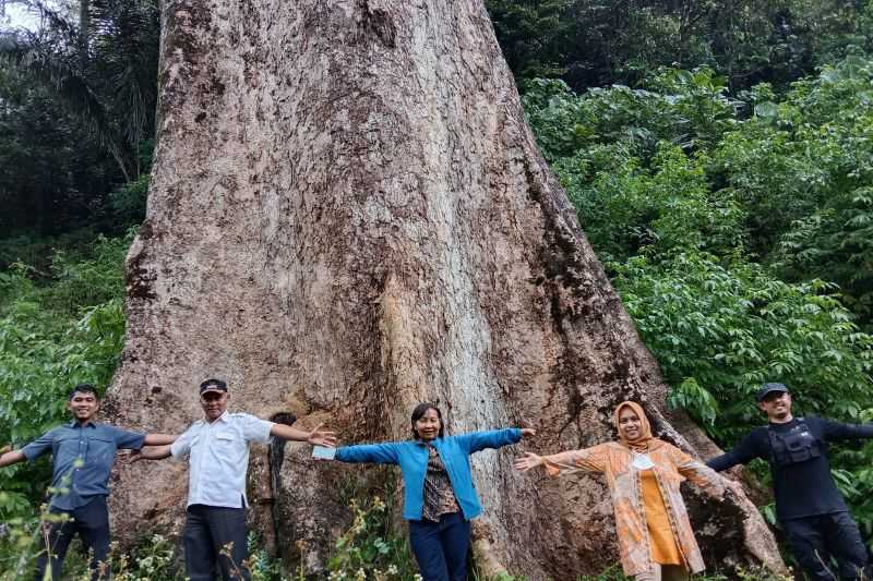 BPDLH: Pohon besar di Koto Malintang Agam bisa tarik wisatawan