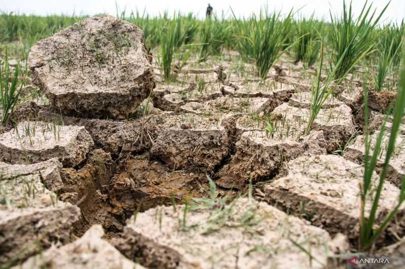 BRIN: Perubahan Iklim Berdampak Terhadap Pertanian Lahan Kering