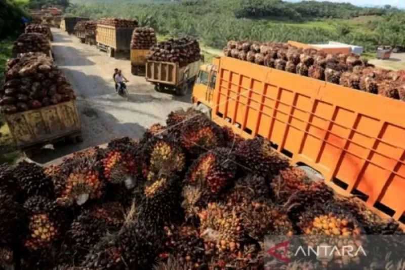 BRIN Sebut Minyak Sawit Paling Memungkinkan Diolah Jadi Energi