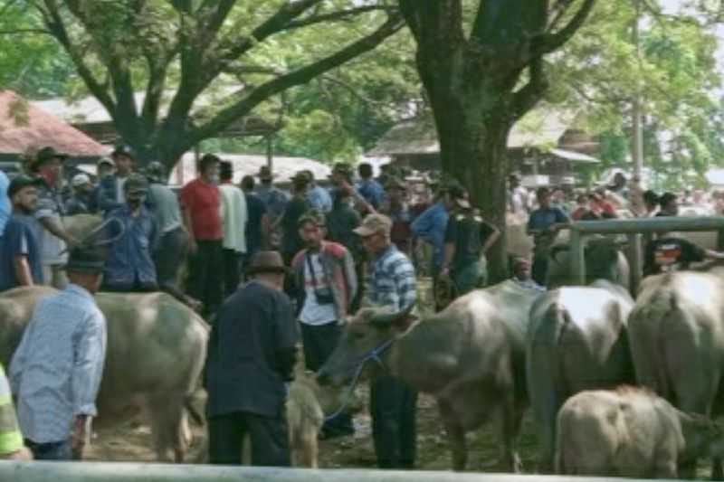 Cegah Penularan Penyakit, Dinas Peternakan Purwakarta Perketat Hewan Ternak Masuk ke Pasar Hewan