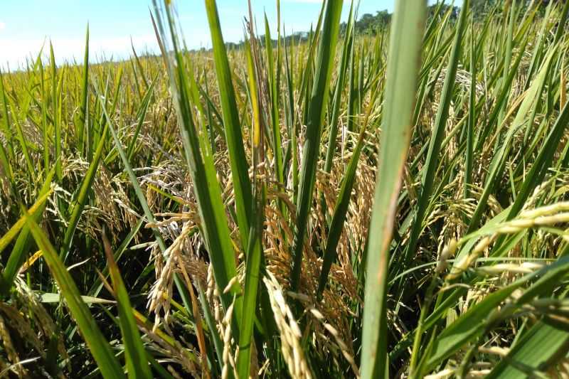 Daerah Lain Bisa Meniru Pengembangan Sektor Pertanian di Sleman, Saat Ini Makin Banyak Bermunculan Kelompok Petani Milenial