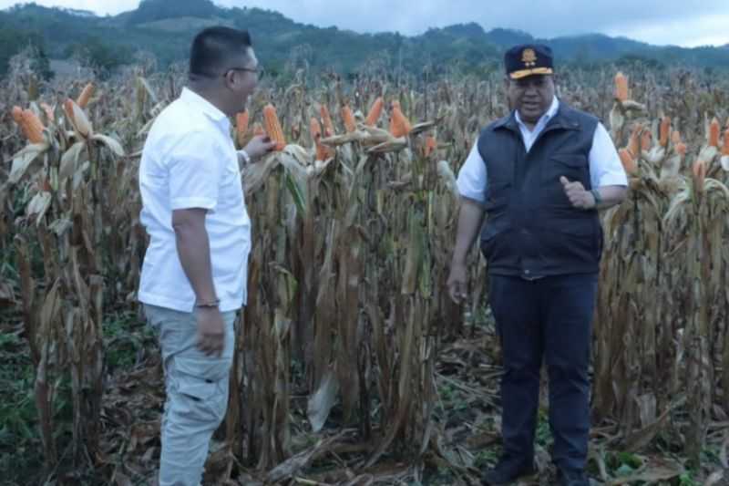 Dairi Matangkan Persiapan Penanaman Sorgum dan Jagung di Kawasan Pertanian Terpadu