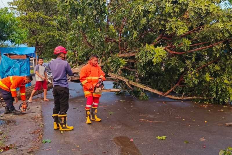 Damkarmat Evakuasi Pohon Tumbang Tutupi Jalan di Lampung Selatan