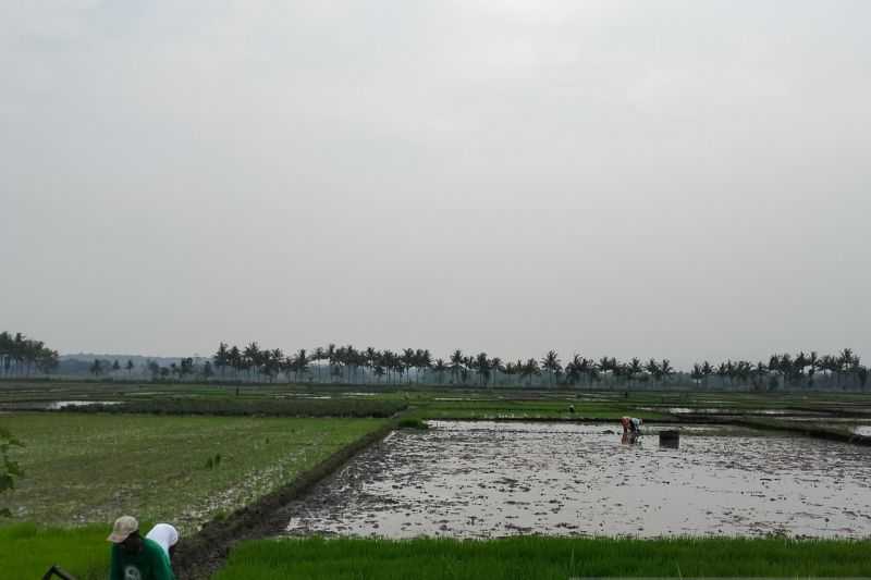 Dampak El Nino, Dinas Pertanian Kulon Progo Bagikan Pompa Air untuk Amankan Tanaman Padi