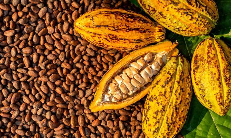 Daya Saing Industri Pengolahan Kakao Dipacu