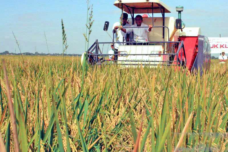 Dinas: 137.965 Hektare Sawah di Karawang Telah Panen di Tahun Ini