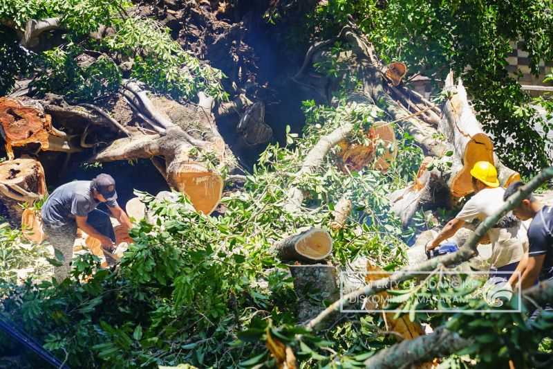 DLH Mataram Turunkan Alat Berat Tangani Pohon Tumbang