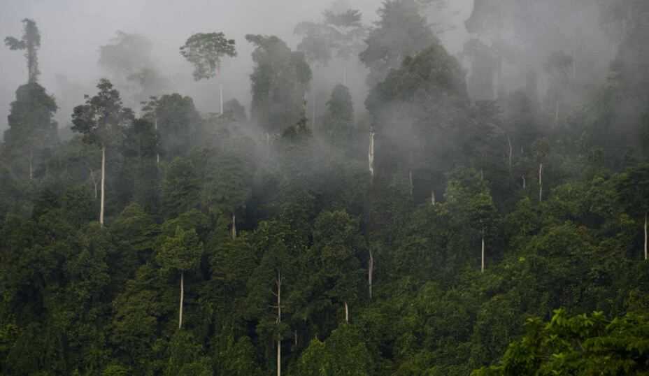 Dunia 'Gagal' Penuhi Janji Hentikan Deforestasi pada 2030