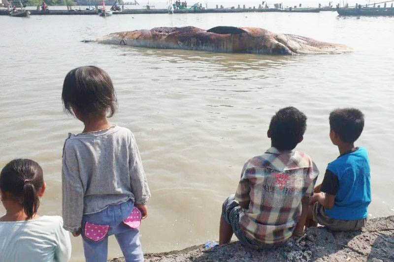 Evakuasi Kerangka ikan Paus Balin untuk Wisata Edukasi