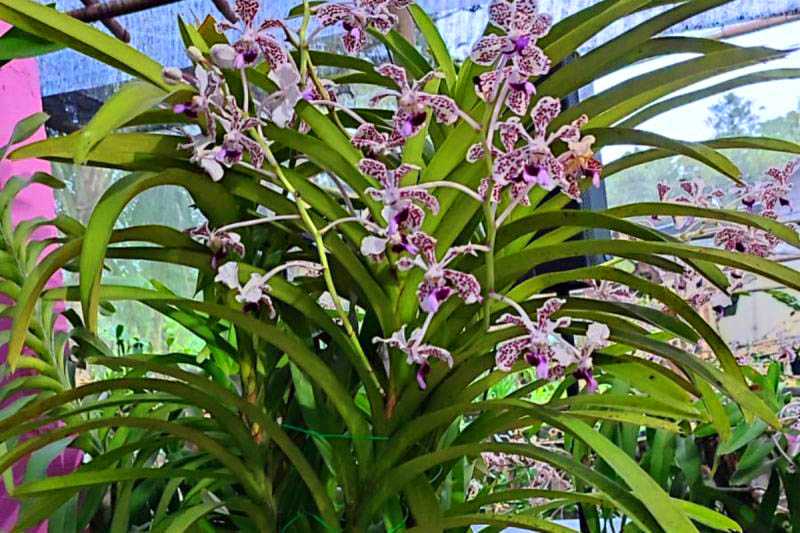 Festival Anggrek Vanda Tricolor Lestarikan Habitat Anggrek Merapi