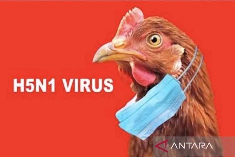 Flu Burung Muncul di Tiongkok saat AS Memerangi Wabah Itu