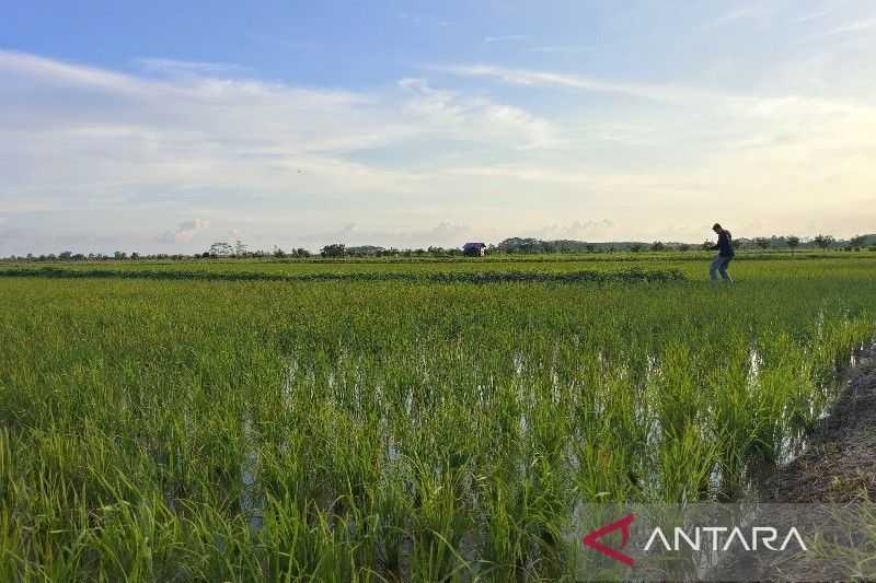 'Food Estate' Perlu Libatkan Aspek Sosial Budaya