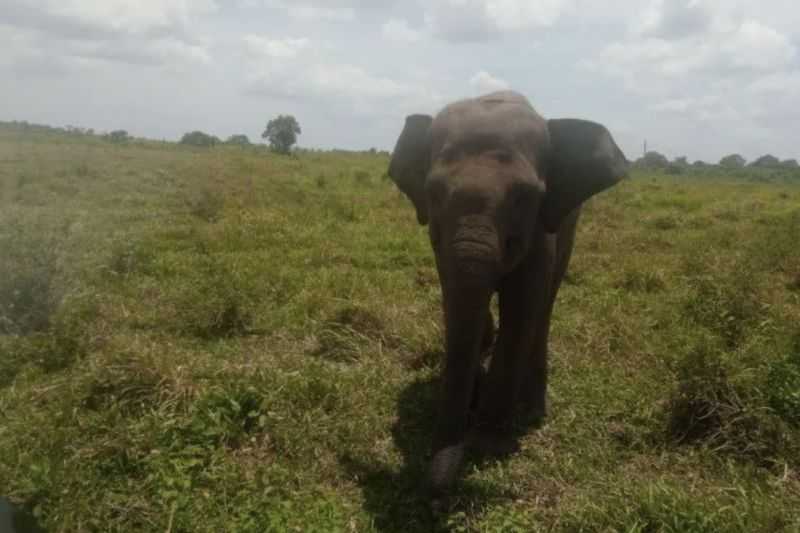 Gajah Way Kambas Ngamuk, Warga Desa Lampung Timur Alami Patah Tulang