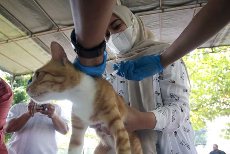 Gandeng Daerah Penyangga Cegah Penularan Rabies