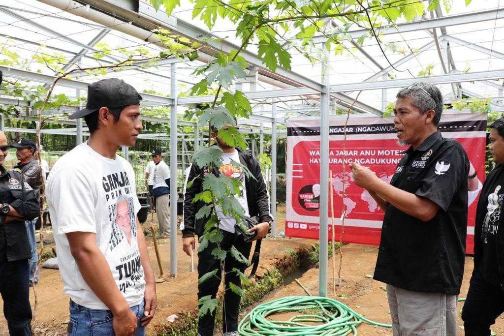 Ganjartivity Edukasi Penanaman Anggur untuk Bantu Perekonomian Warga di Sukabumi