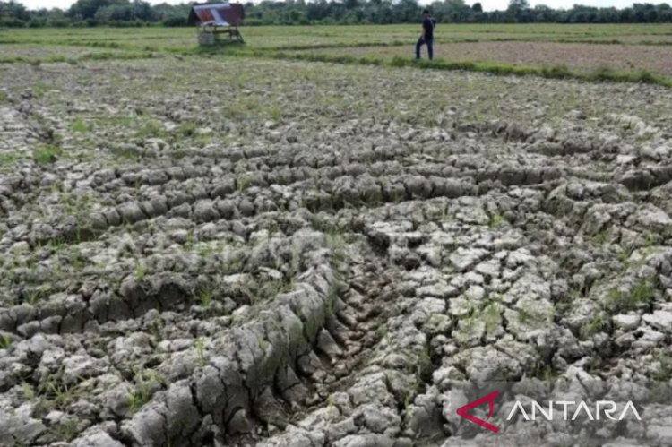 Gawat, Ratusan Hektare Sawah di Karawang Kekeringan Akibat Saluran Dangkal