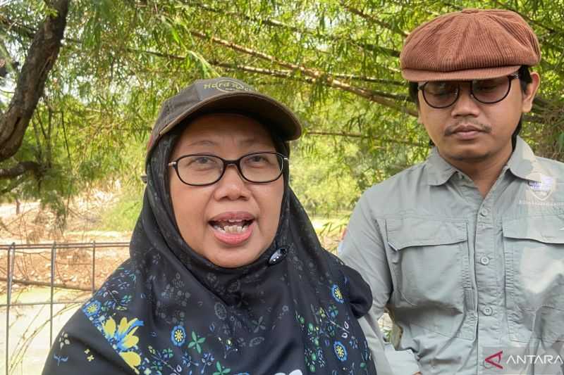 Gerak Cepat, BBKSDA Jabar Tuntaskan Evakuasi 64 Buaya Muara di Cianjur