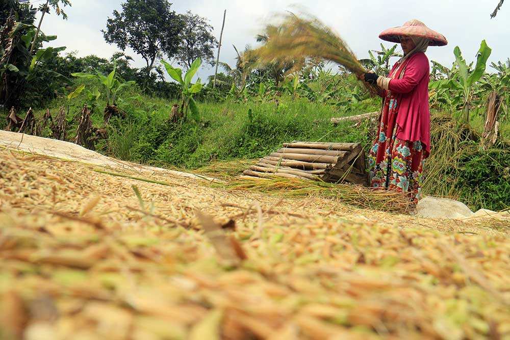 Harga Gabah Petani Belum Layak