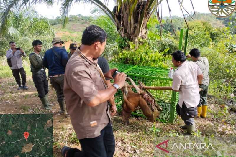 Harimau Pemangsa Sapi Warga Mukomuko Jadi  'Buronan' BKSDA Bengkulu