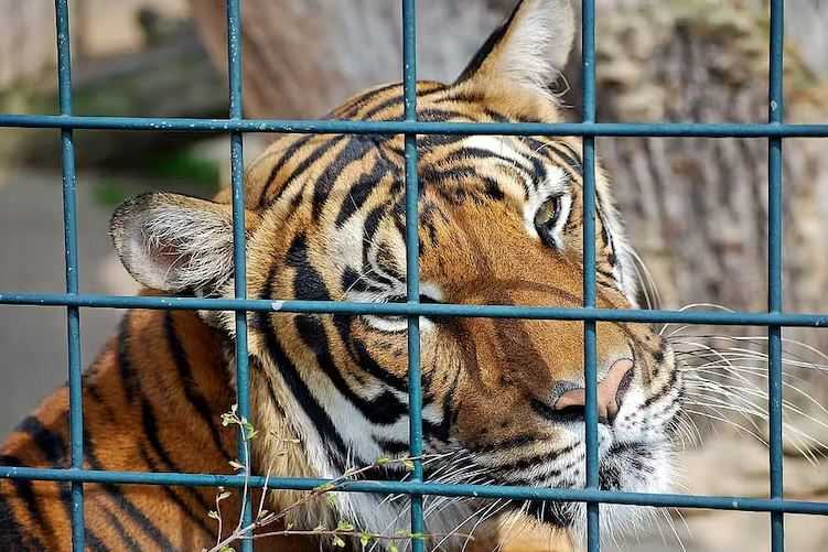 Heboh Soal Kulit Harimau 'Imitasi' Milik Pejabat, Begini Cara Menguji Keasliannya