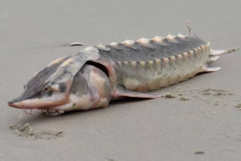 Ikan Aneh dari Zaman Dinosaurus Terdampar di Pantai Timur AS