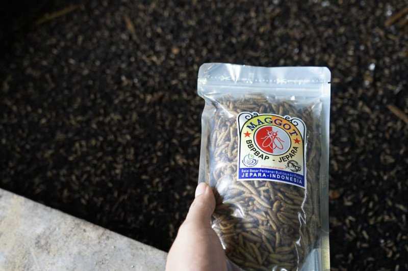 Ini Keunggulan Maggot sebagai Bahan Baku Pakan Ikan Mandiri