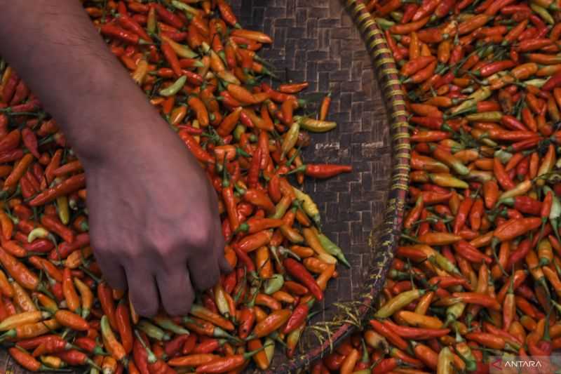 Ini yang Dilakukan Pemprov Banten untuk Jaga Pasokan Cabai di Tengah Lesunya Produksi dari Petani