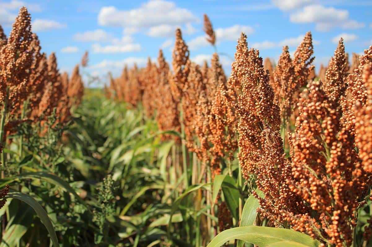 “Integrated Farming' Sorgum Dipacu